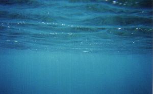 Taken with Kadak underwater disposable camera underwater ... by Cindy Callaway 